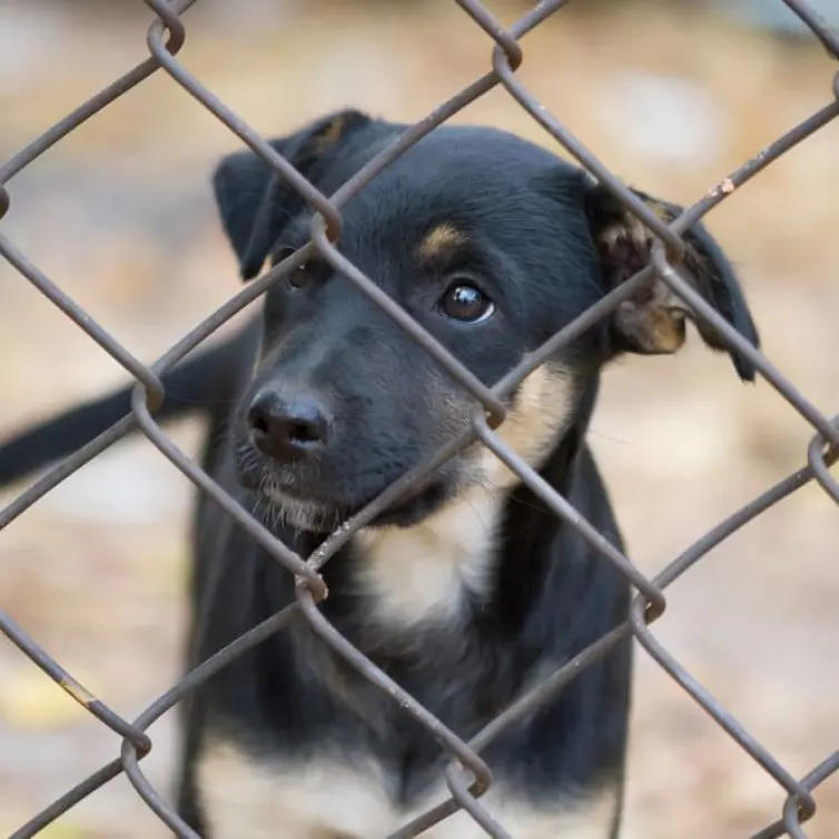 Black puppy behind a fence.